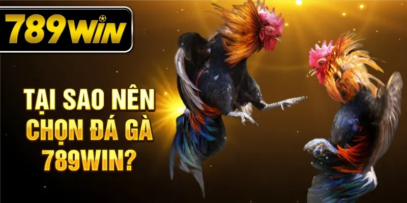 Tại sao nên chọn đá gà 789WIN? Tại sao nên chọn đá gà 789WIN?